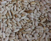 image of a pile of seeds.