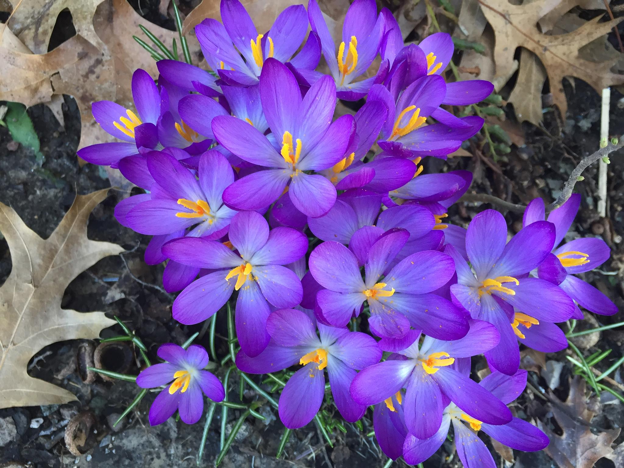 Crocus blooms