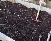 Lettuce and onion bed