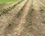 Kenebec potatoes poking through the dirt in the 'tater hills