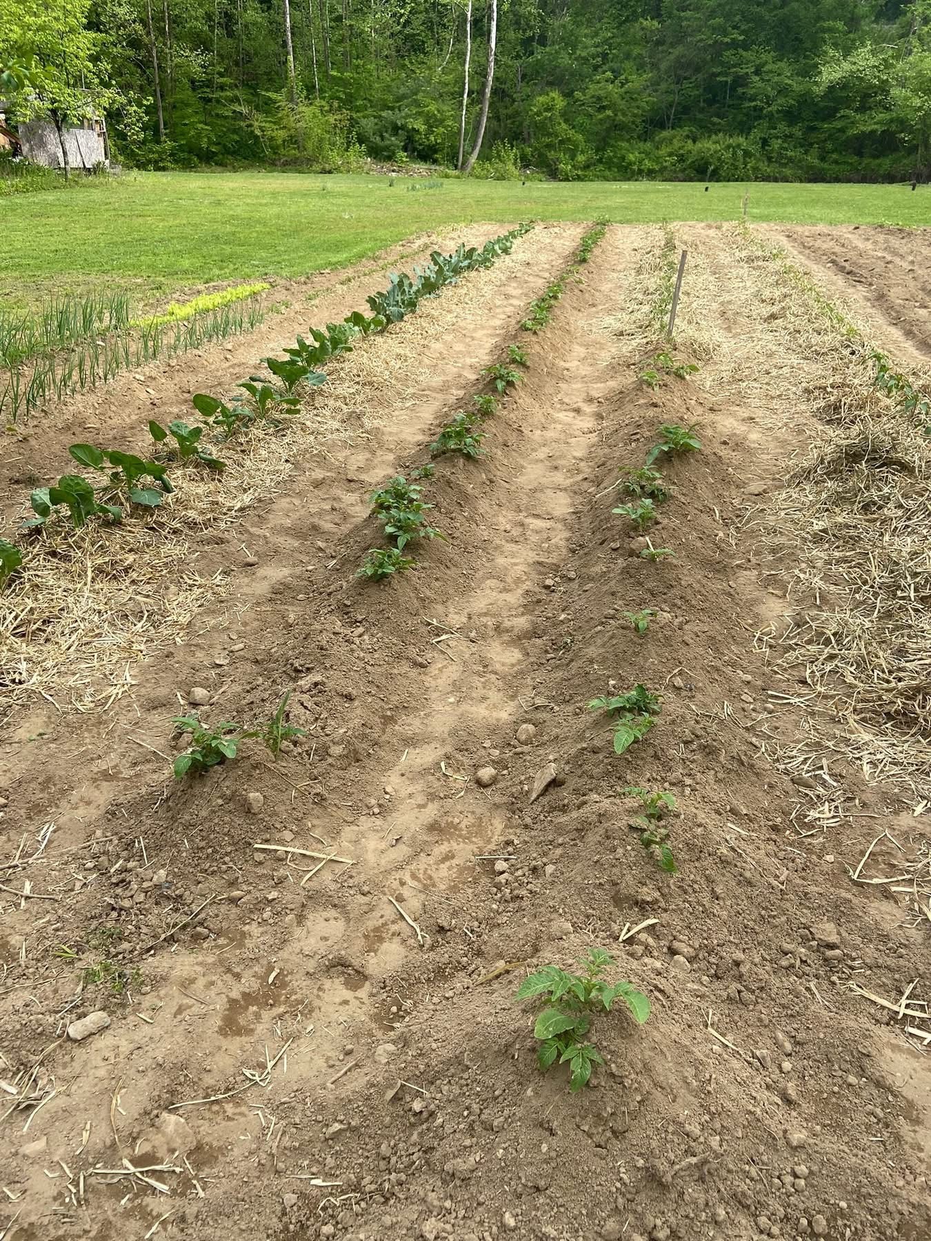 Kenebec potatoes poking through the dirt in the 'tater hills