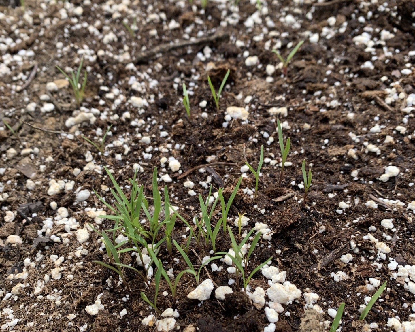 Seedlings