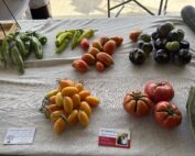 heirloom tomatoes