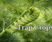 Tomato hornworm on a dill plant.