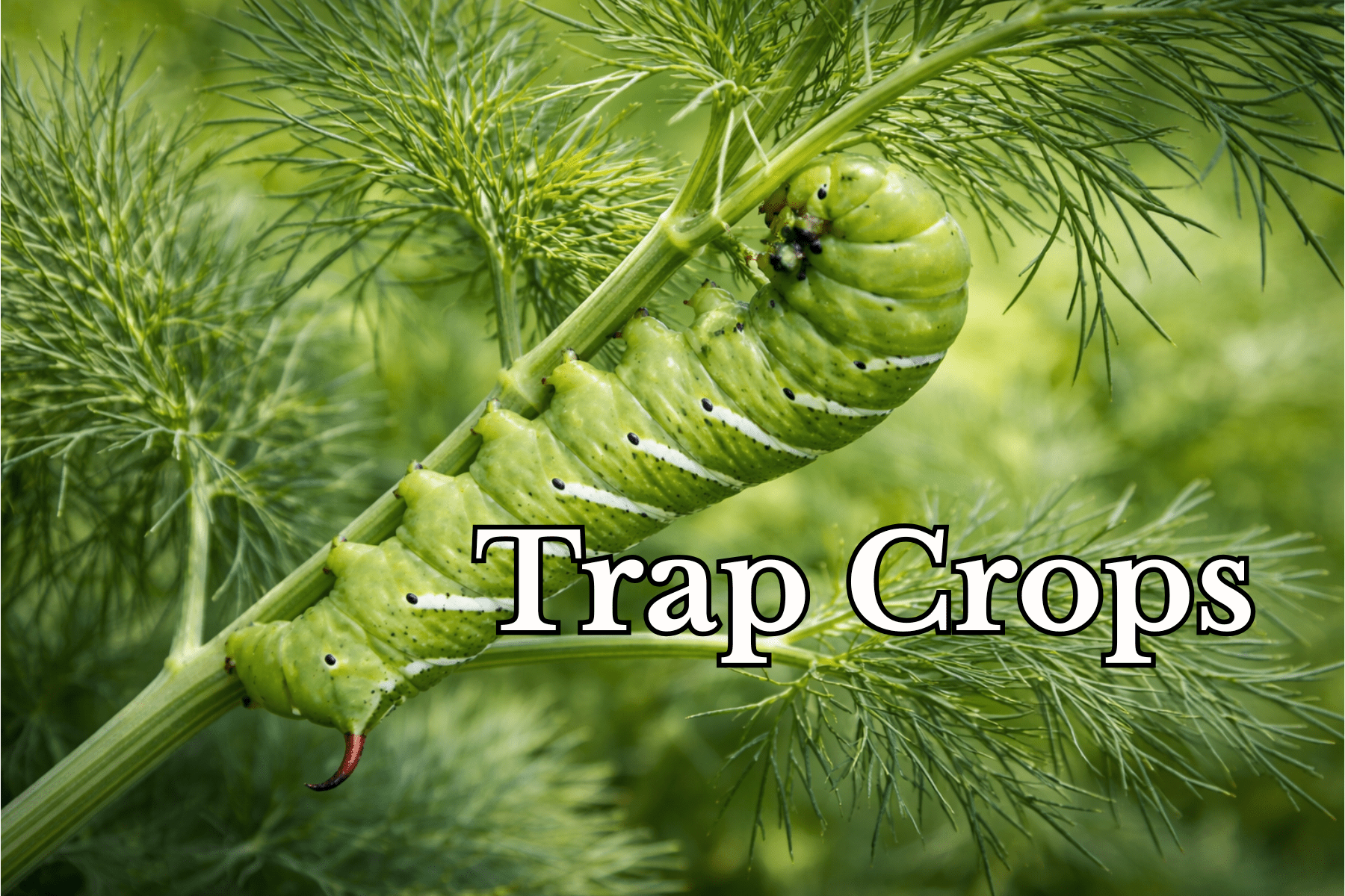 Tomato hornworm on a dill plant.