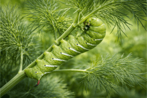 A tomato hornworm on a dill plant.