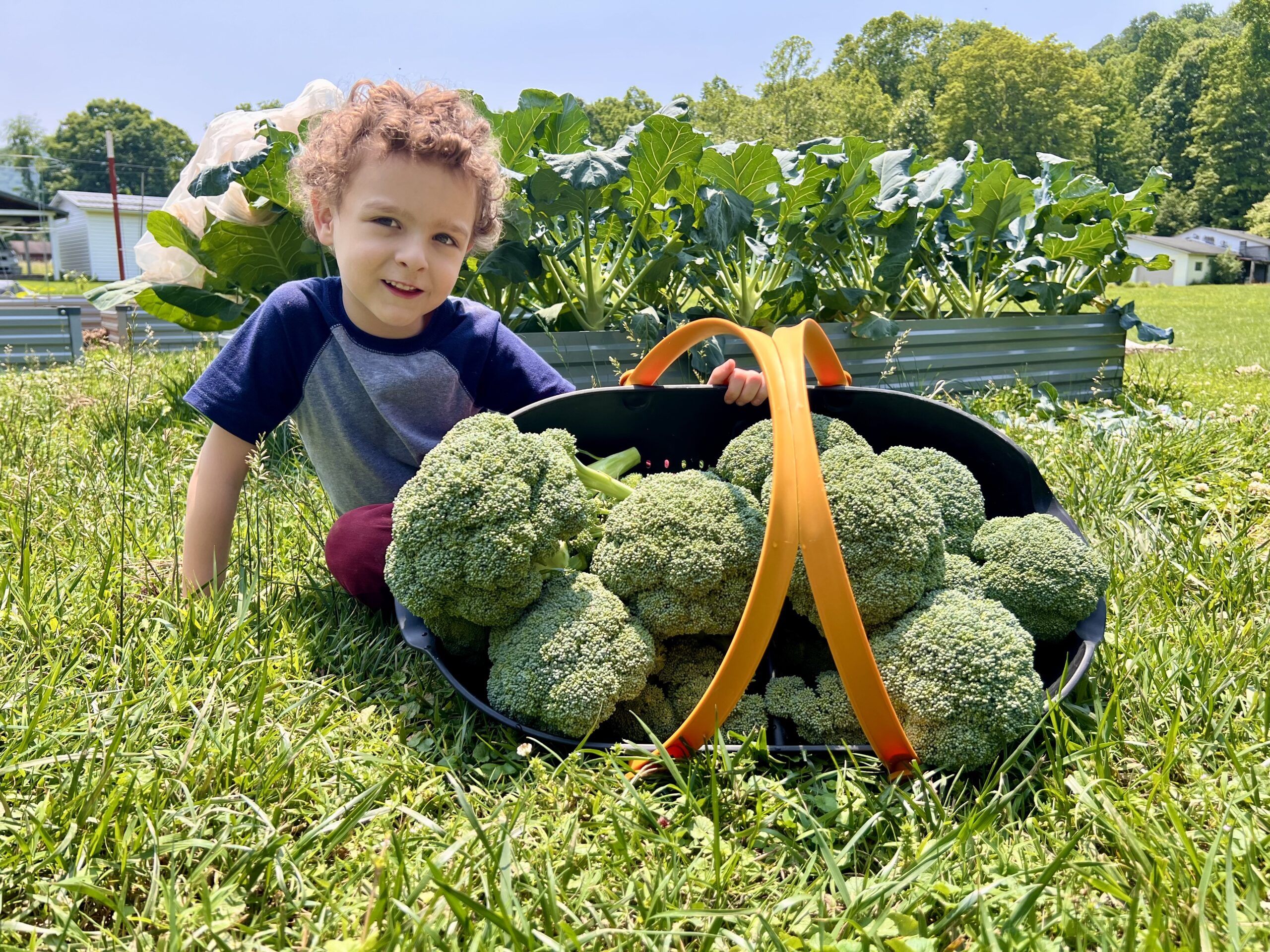 Broc Boy ARCD