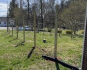 Yard with 8-foot tall fence posts enclosed using two rows of 8-foot long cattle panels.