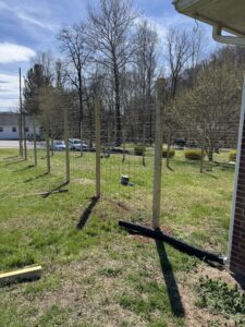 Yard with 8-foot tall fence posts enclosed using two rows of 8-foot long cattle panels.