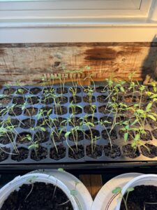 72-cell seed starting tray with tomato and pepper seedlings growing.