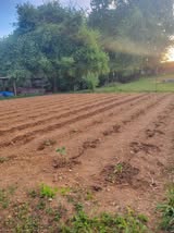 Large, tilled field planted in rows.