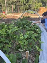 Strawberry plants in a garden.