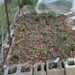 Pepper plants in a cinderblock raised bed.