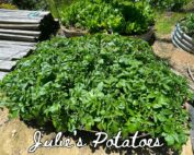 Potatoes growing in a container bed.