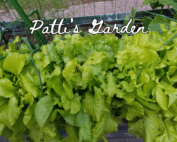 Image shows lettuce growing in a container.