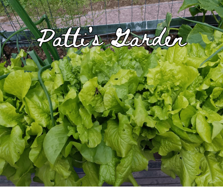 Image shows lettuce growing in a container.