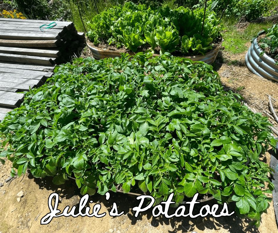 Potatoes growing in a container bed.