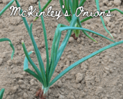 The image shows a healthy onion plant growing in a garden.