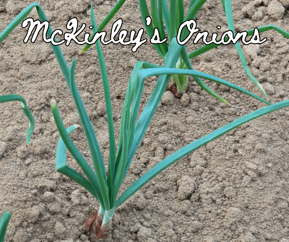 The image shows a healthy onion plant growing in a garden.