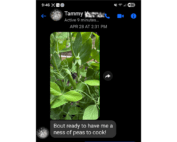 The image shows peas in the garden that are almost ready to harvest.