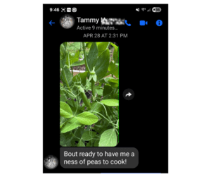 The image shows peas in the garden that are almost ready to harvest.