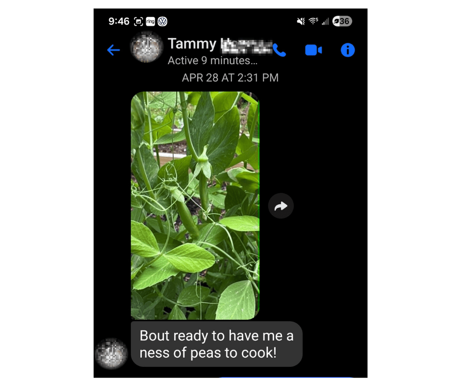 The image shows peas in the garden that are almost ready to harvest.