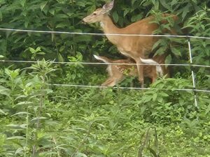 A deer and twin fawns outside of an electric fence.