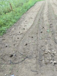 Deer tracks in a garden.