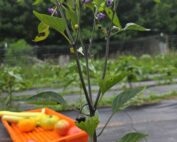 Pepper plant with purple flowers, produce on a tray in the background outside.