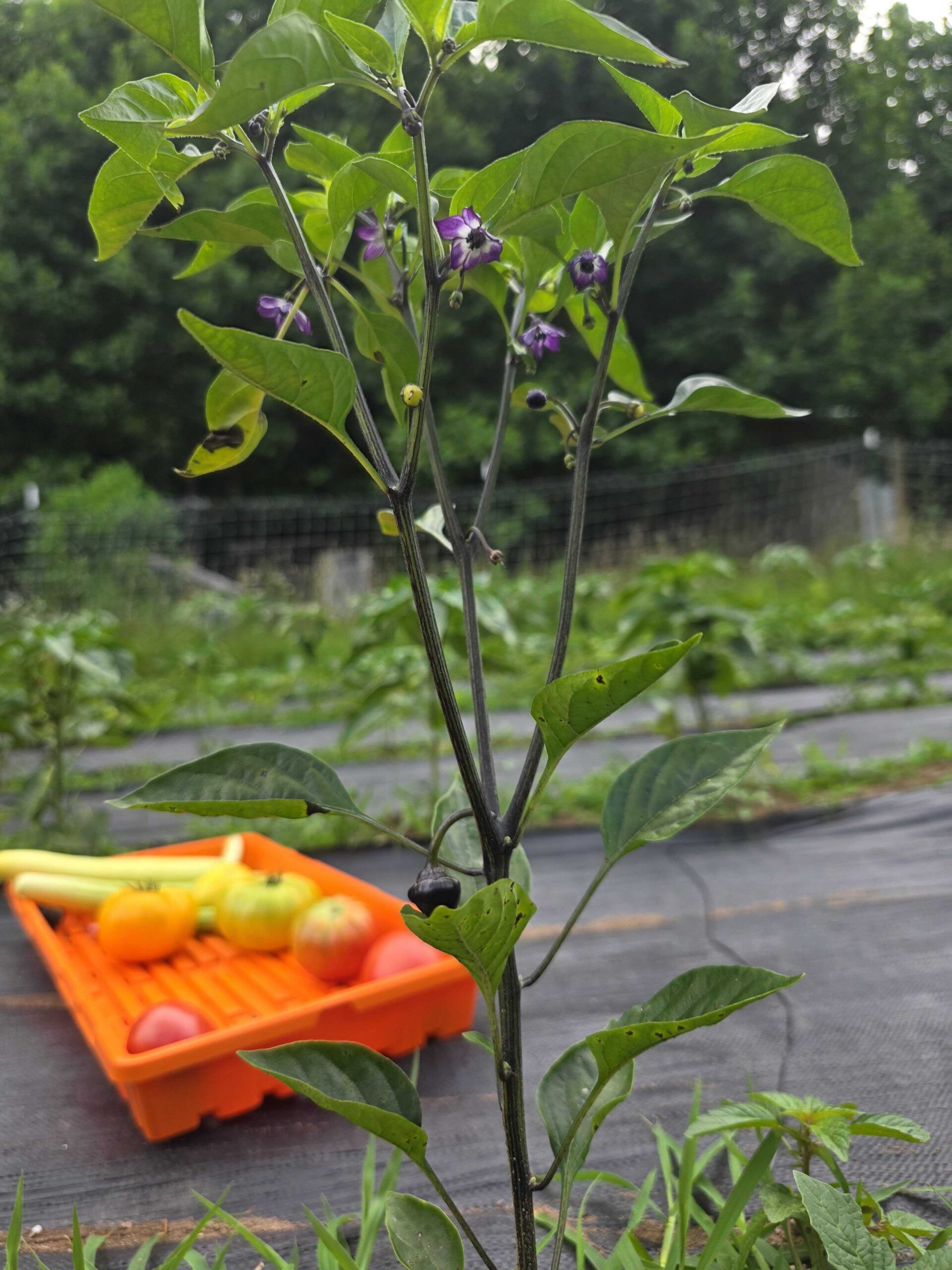 Pepper plant with purple flowers, produce on a tray in the background outside.