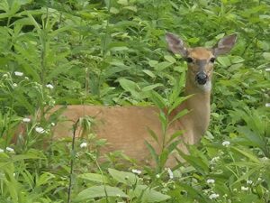 The photo shows a white tailed deer.