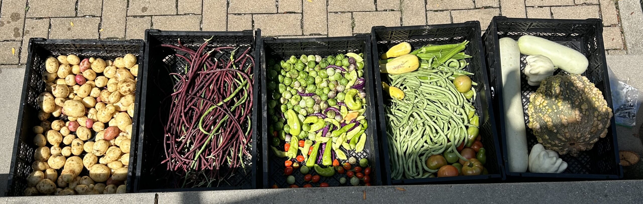 BYG Harvest 2